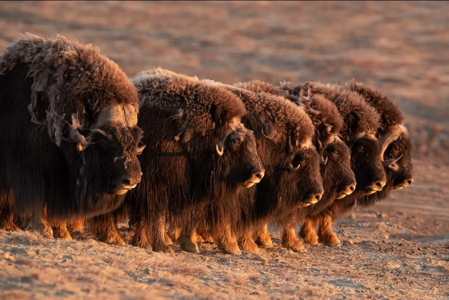 A group of musk oxen standing closely together on a barren tundra landscape.