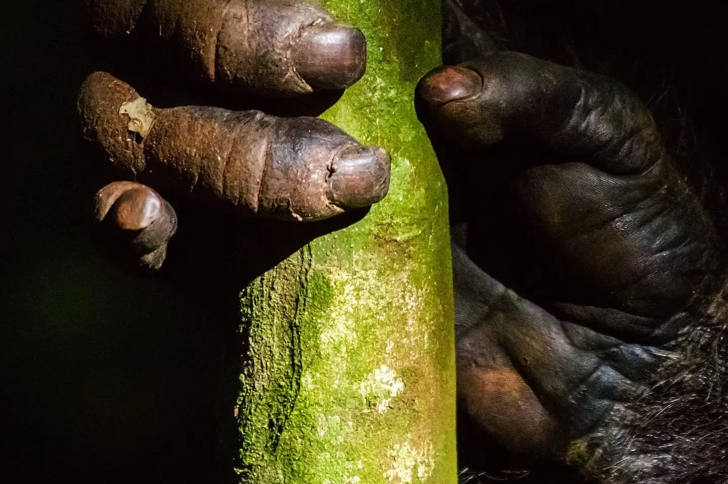 Close-up of a gorilla hand gripping a moss-covered tree trunk in low light.