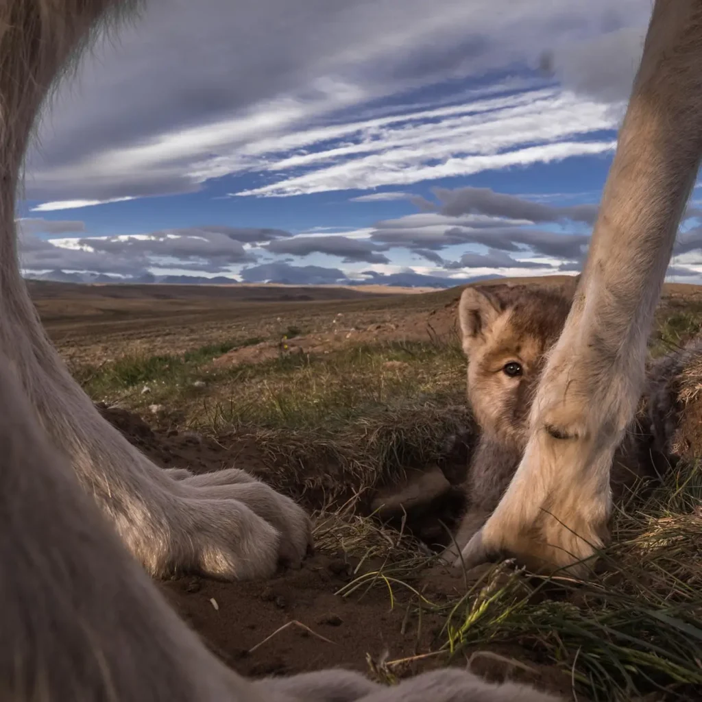 wolf-pup-protected-by-adult-wildlife-conservation-habitat
