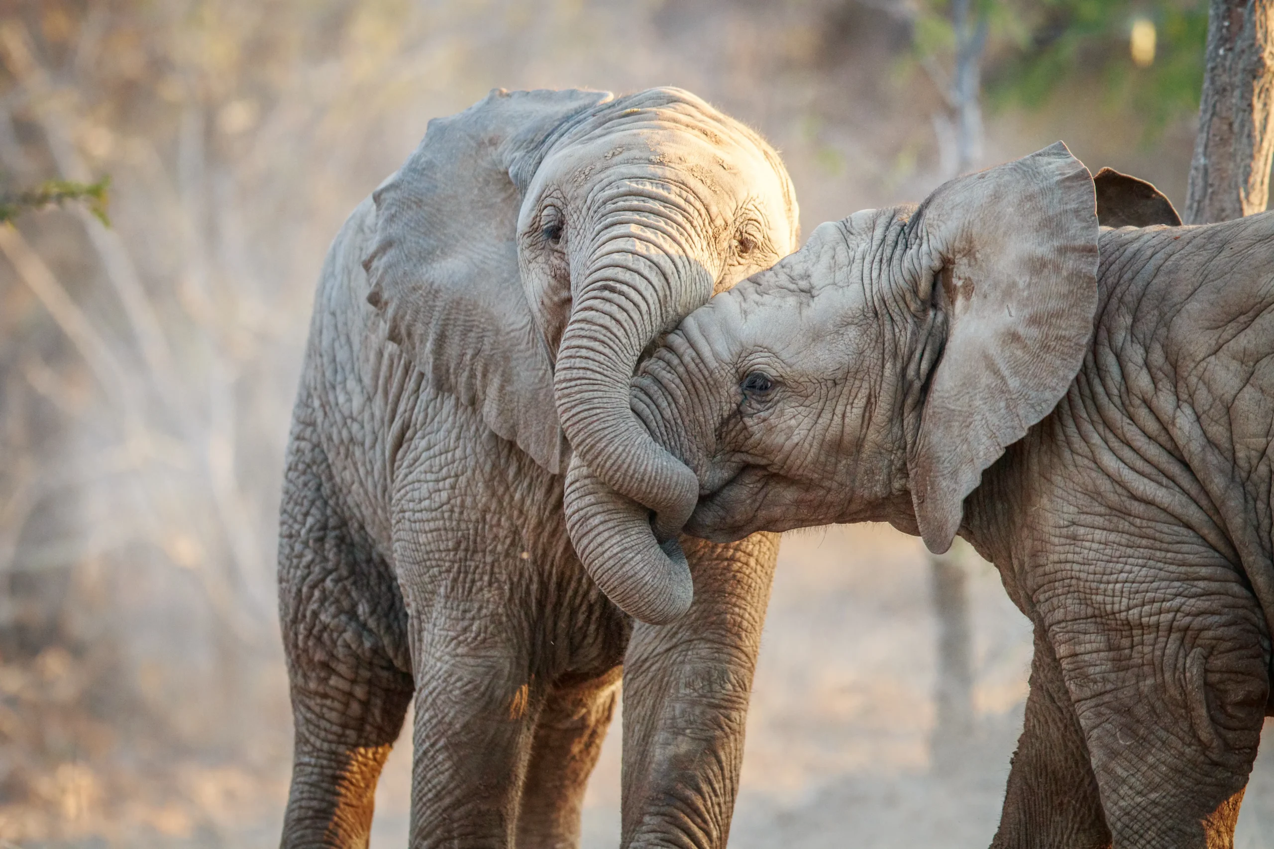 Two young elephants touching trunks in their natural habitat, showing social bonding and wildlife behavior in Africa.