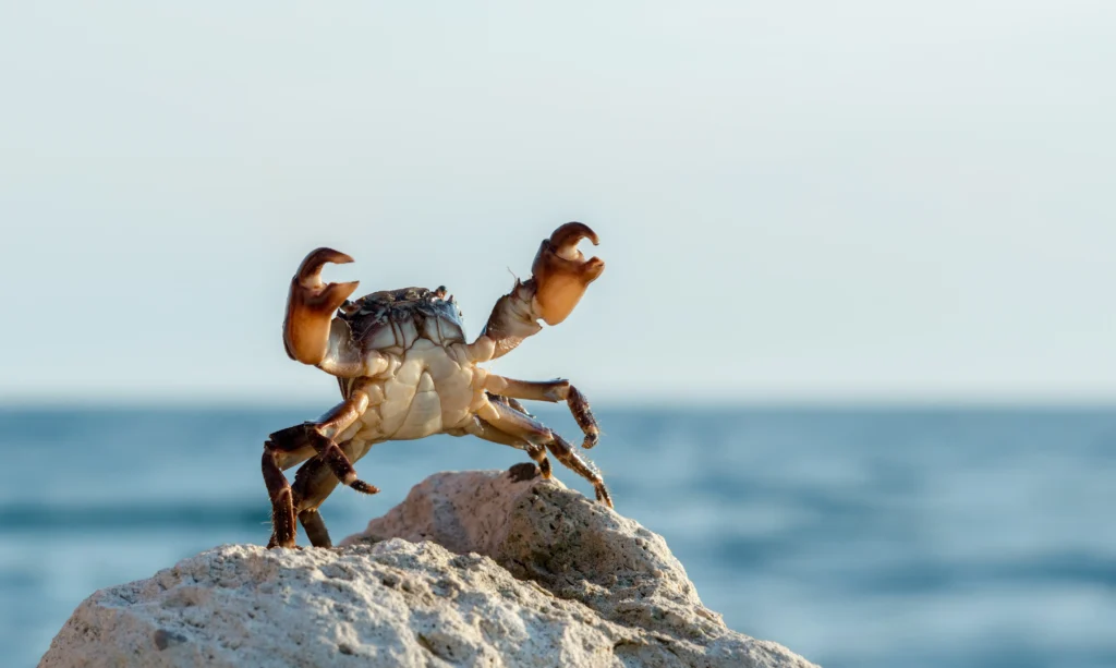 Crab standing on a rock with raised claws near the ocean, with waves and sky in the background along a coastal shoreline.
