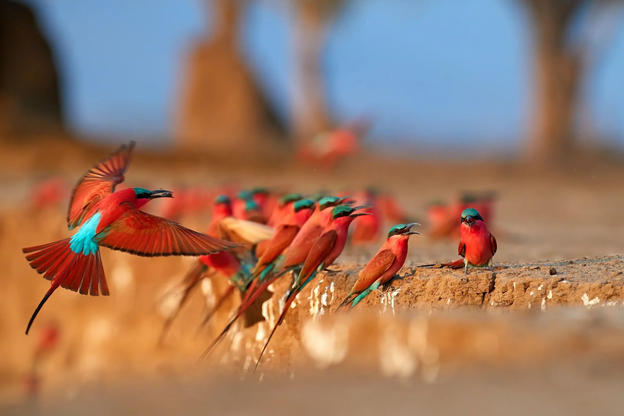 Southern carmine bee-eaters gathered on a riverbank, with one bird in flight and others perched in a colorful breeding colony.