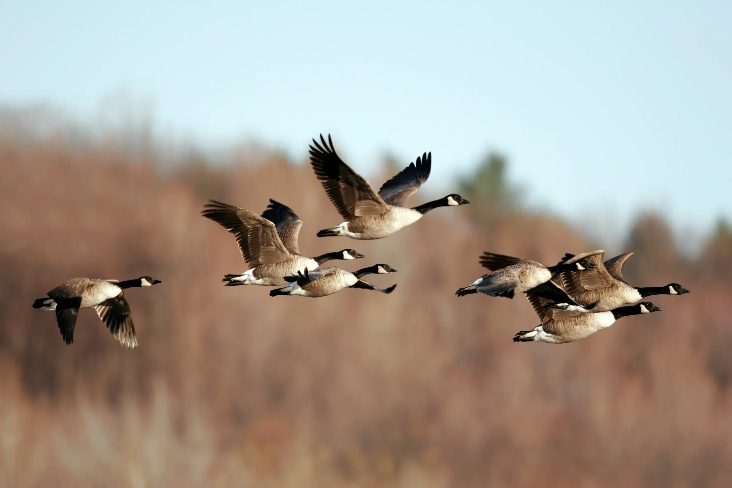 Flock of Canada geese flying in formation during seasonal migration over natural wetlands.