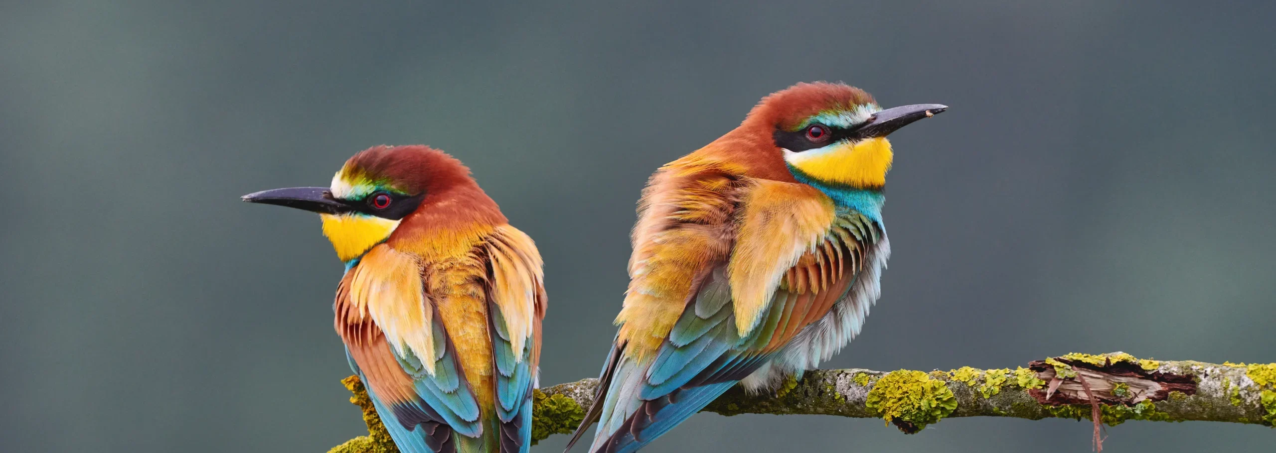 Two European bee-eaters perched on a moss-covered branch, displaying vibrant multicolored plumage.