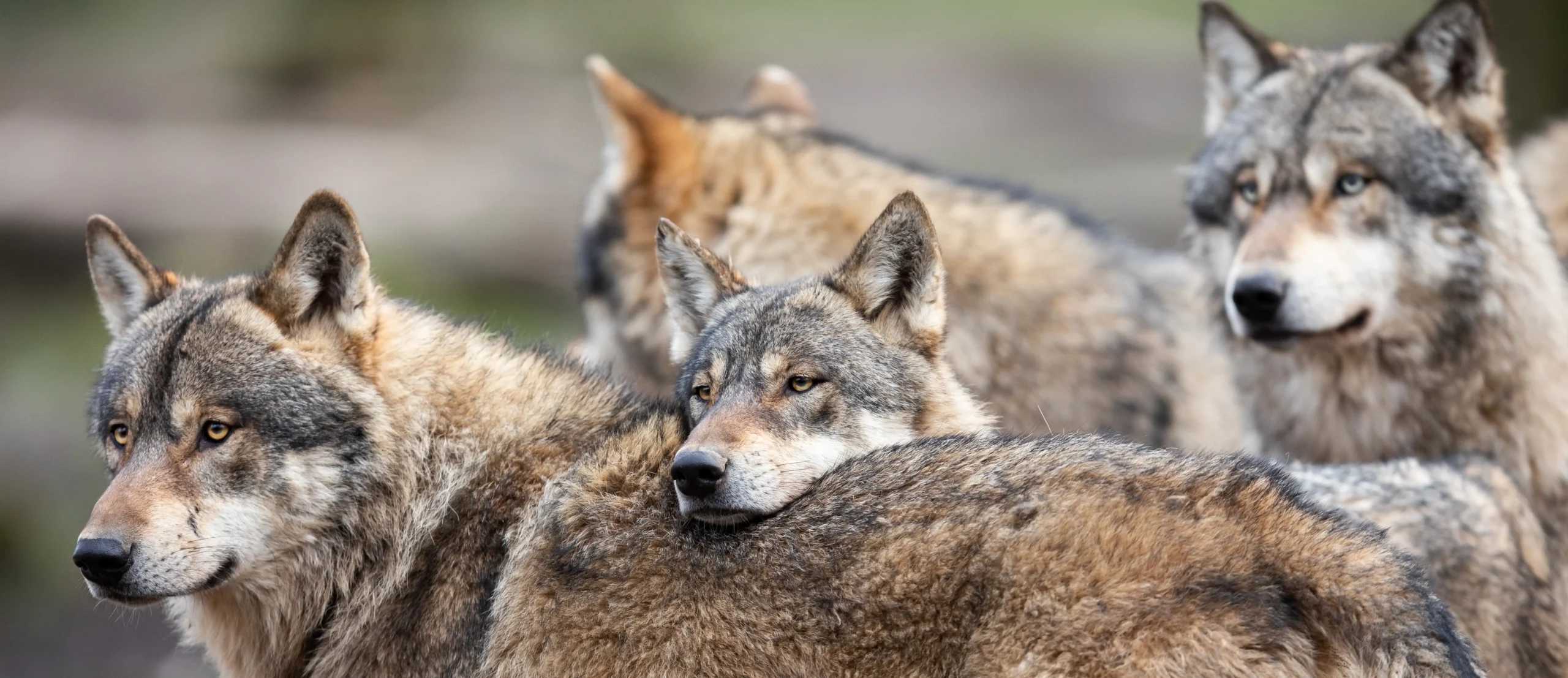 Group of gray wolves standing together in their natural habitat, showcasing pack behavior and social structure in the wild.