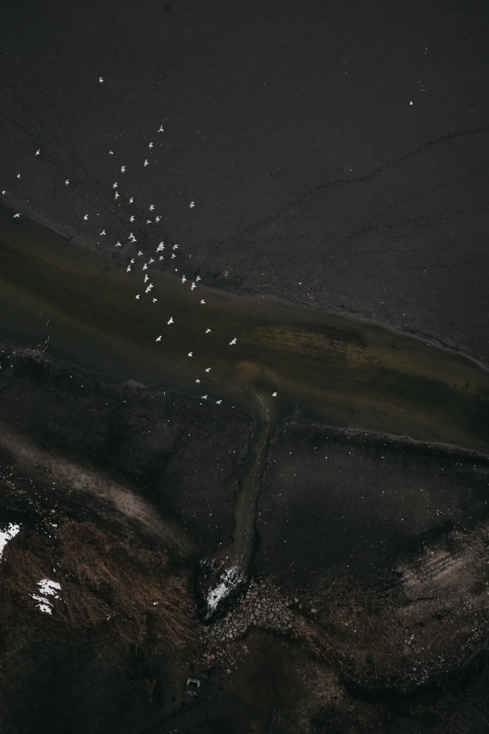 Aerial view of a flock of white birds flying over a dark coastal wetland landscape with shallow water channels and shoreline textures.