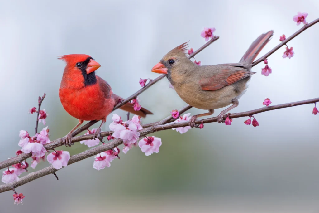 Male and female northern cardinals perched together on a flowering branch during spring.