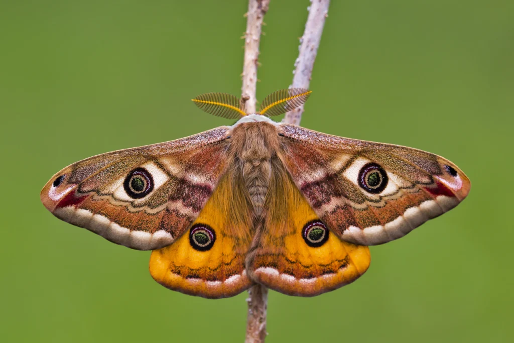 Close-up of a colorful moth with eye-like patterns on its wings resting on a plant stem.