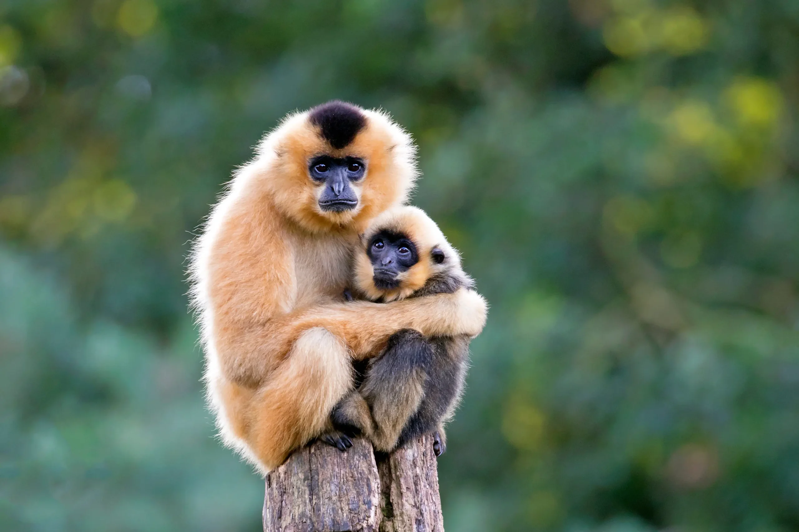 Yellow-cheeked gibbon mother holding her baby while sitting on a tree stump in a lush forest environment.
