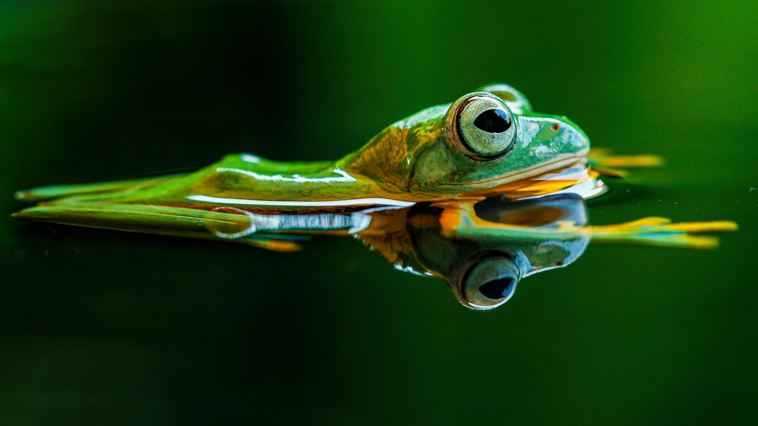 Green frog floating calmly on the surface of still water with a clear reflection, highlighting amphibian behavior and freshwater ecosystem details.