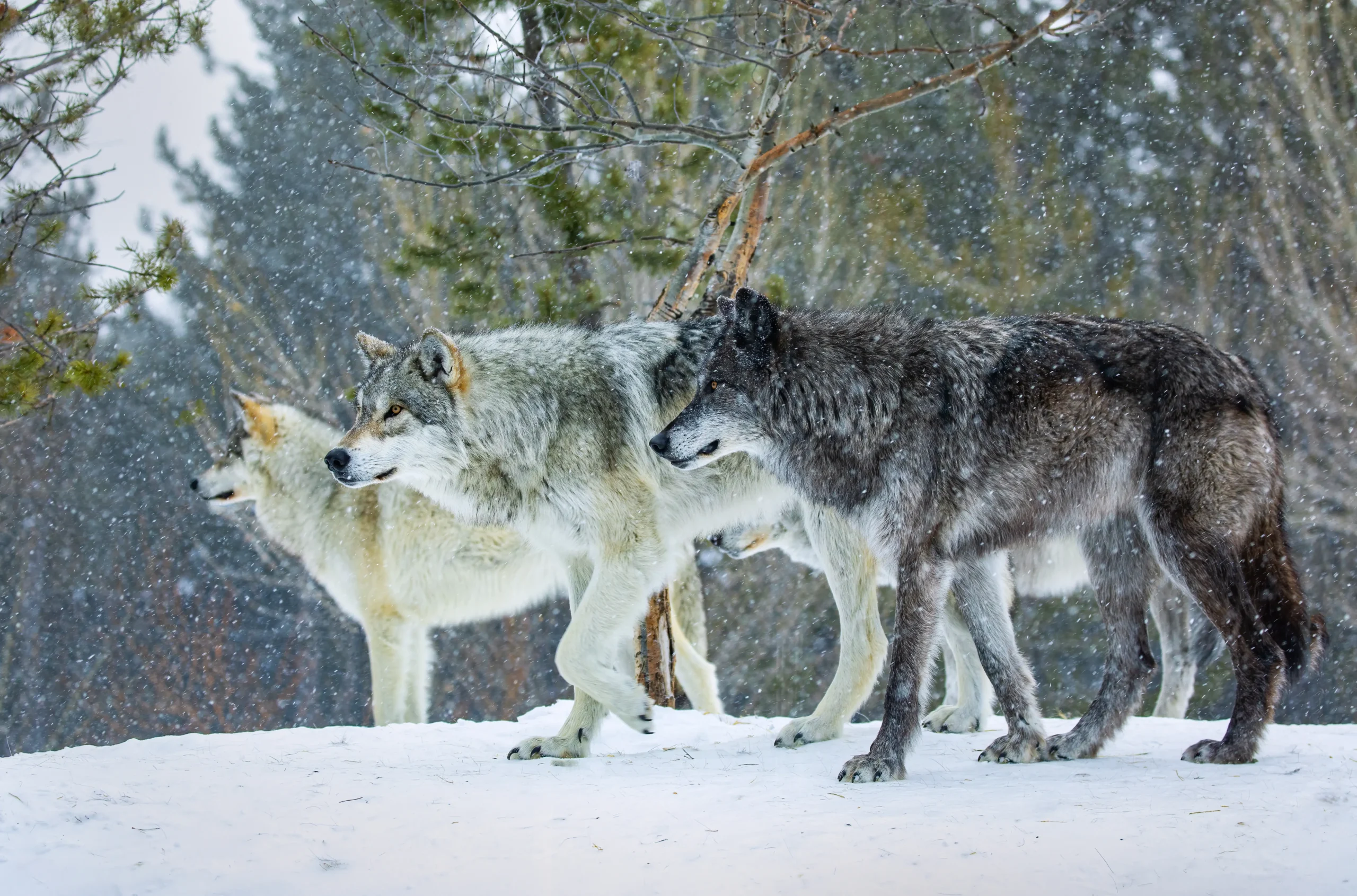 A pack of gray wolves walking together through a snowy forest, representing wildlife behavior, predator dynamics, and ecosystem balance.