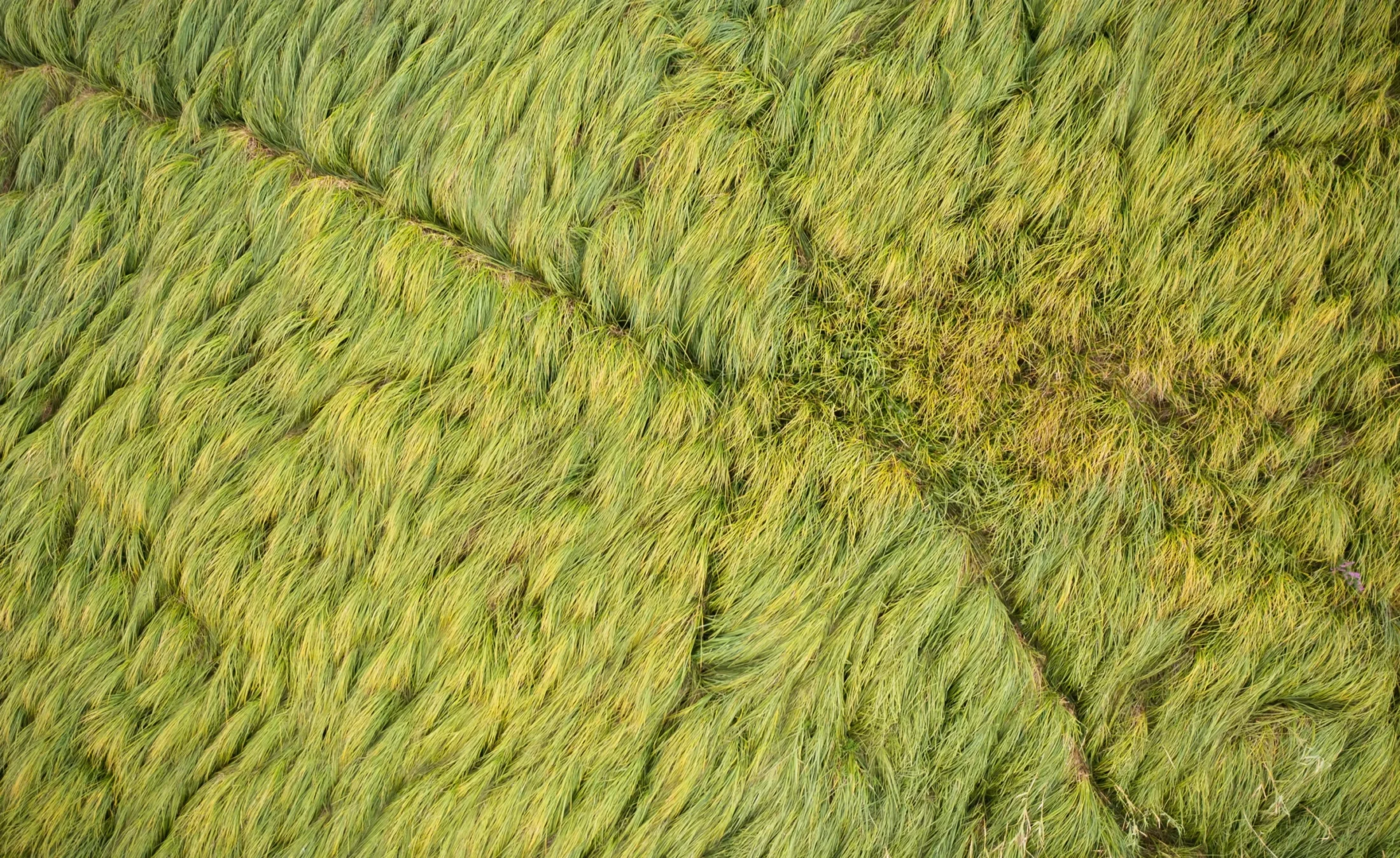 Wind-swept green grass forming natural texture and flowing patterns across a meadow landscape, viewed from above.