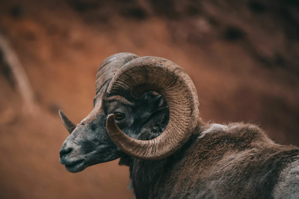 Close-up portrait of a bighorn sheep ram with large curved horns in a rocky natural habitat, highlighting wildlife strength and adaptation.