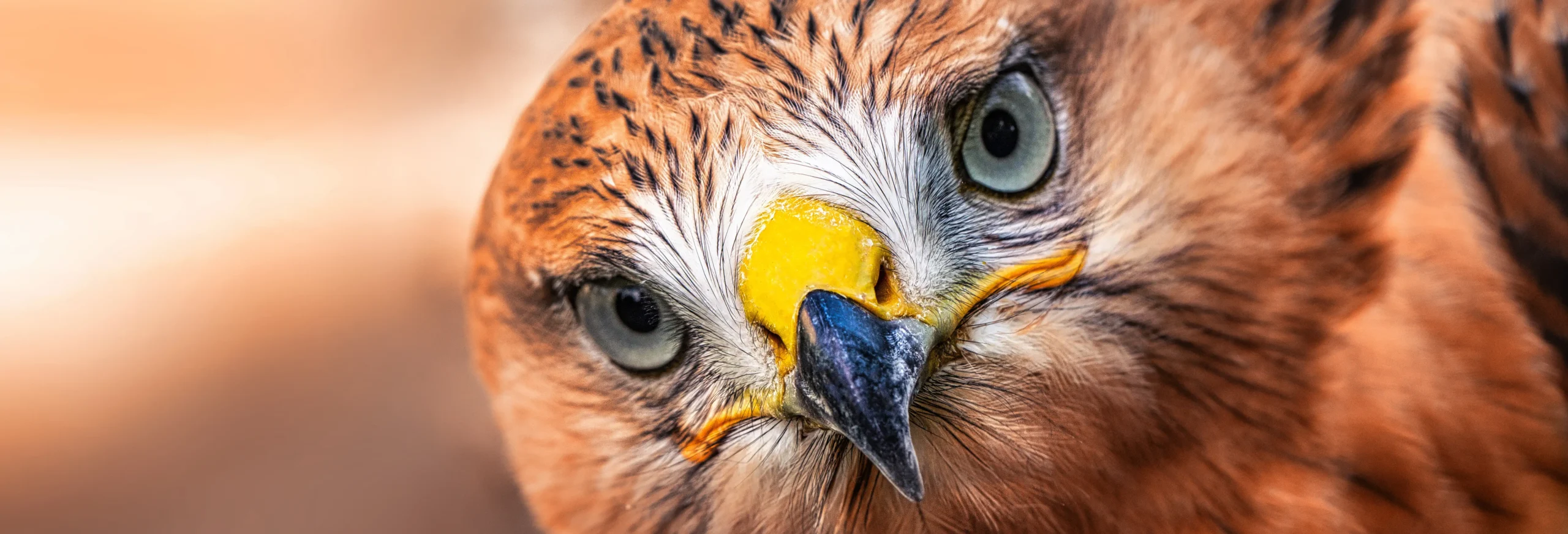 Close-up portrait of a golden eagle showing sharp eyes and hooked beak, highlighting raptor features and predatory wildlife behavior.