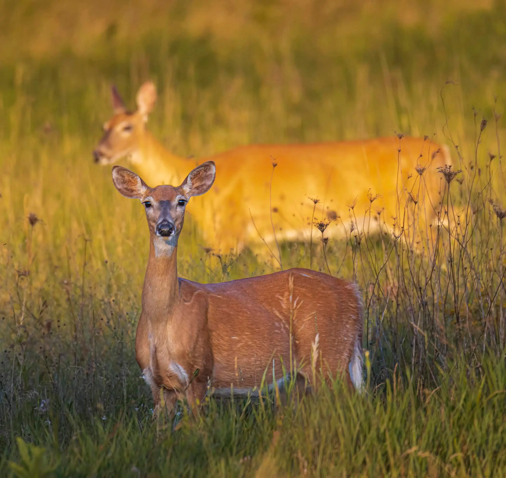 A white-tailed deer stands alert in a grassy meadow while another deer grazes in the background, highlighting natural wildlife habitat and behavior
