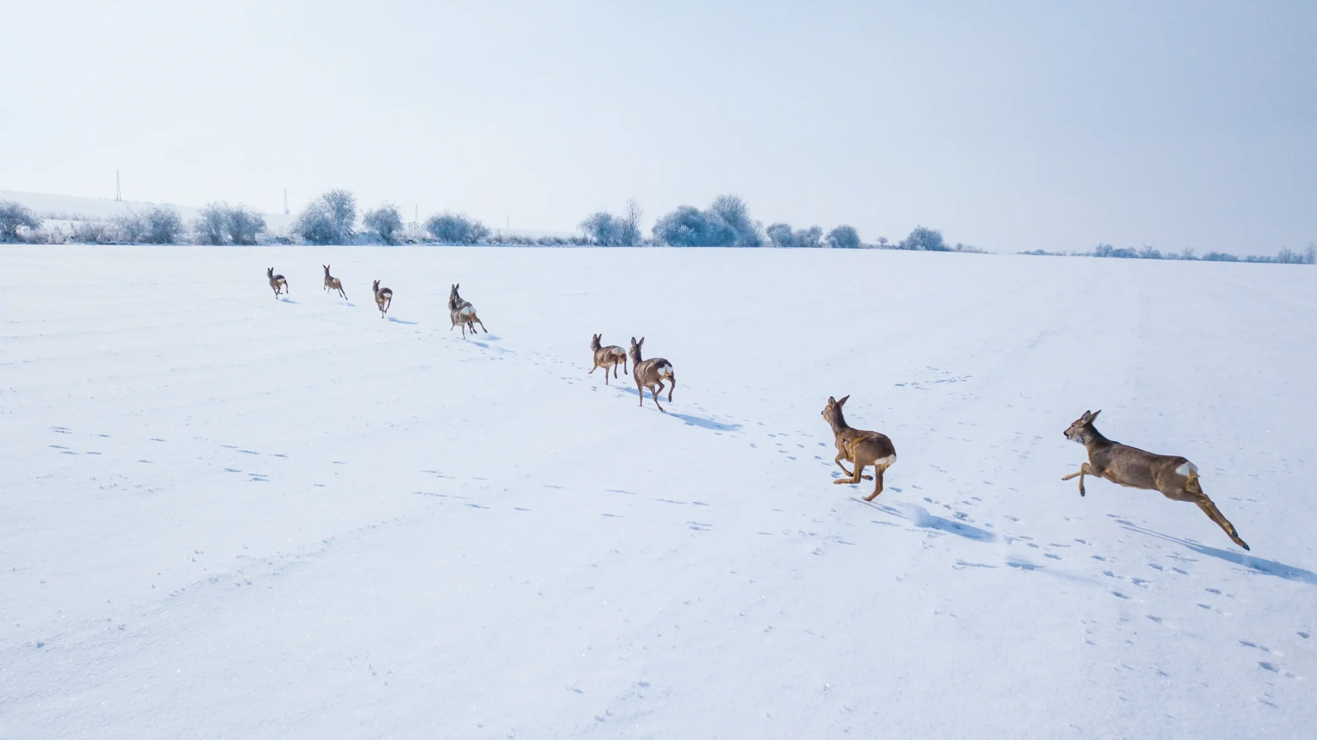 Group of deer running across a snow-covered field during winter, showing natural wildlife movement and seasonal animal behavior.