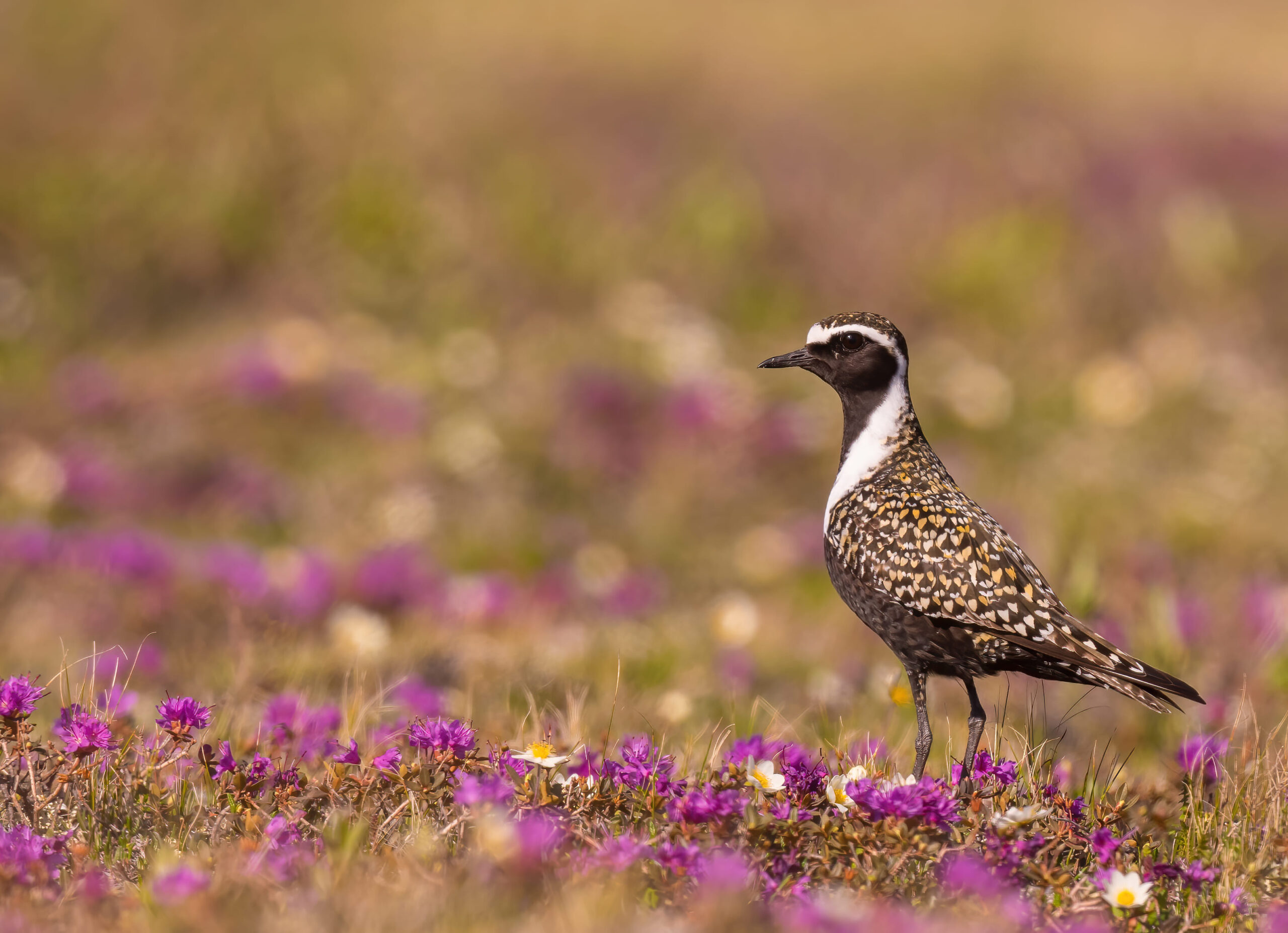 A small bird species contrasts against a flower-covered prairie habitat