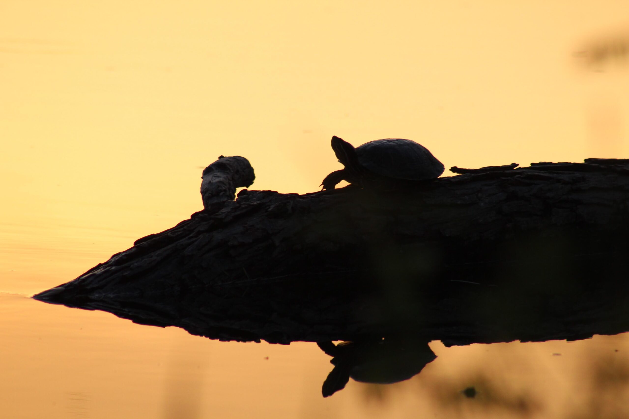 A box turtle on an outcropping in its river habitat, silhouetted by a brilliant yellow sunset. 