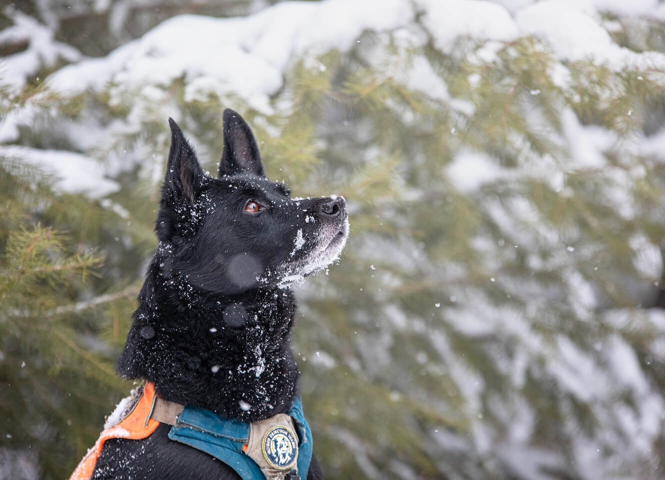 A conservation detecting dog sits attentively in a snowy field
