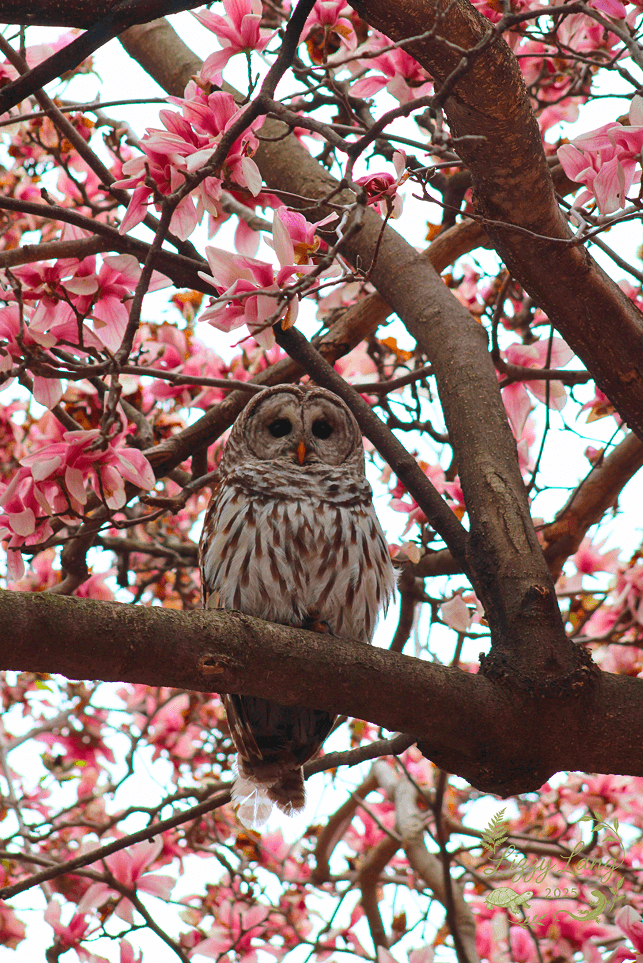 An owl perches in a fully bloomed cherry blossom tree, highlighting predatory-prey cycles and feeding behaviors.
