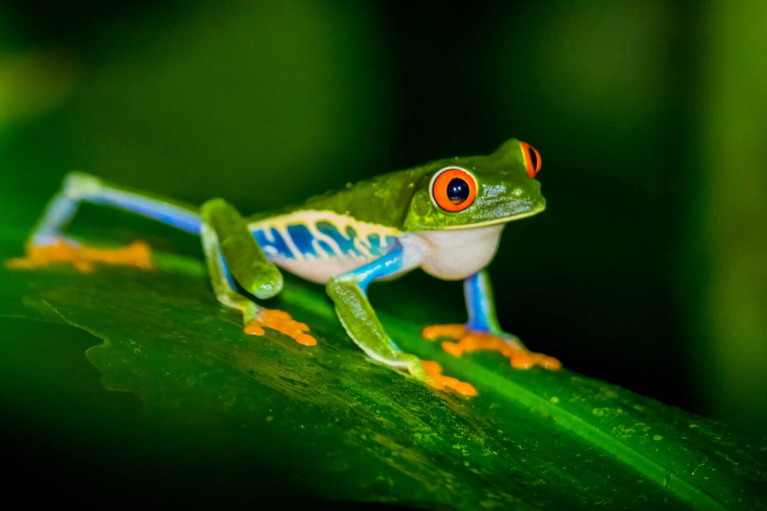 A colorful tree frog perched on a deep green leaf in a rainforest habitat