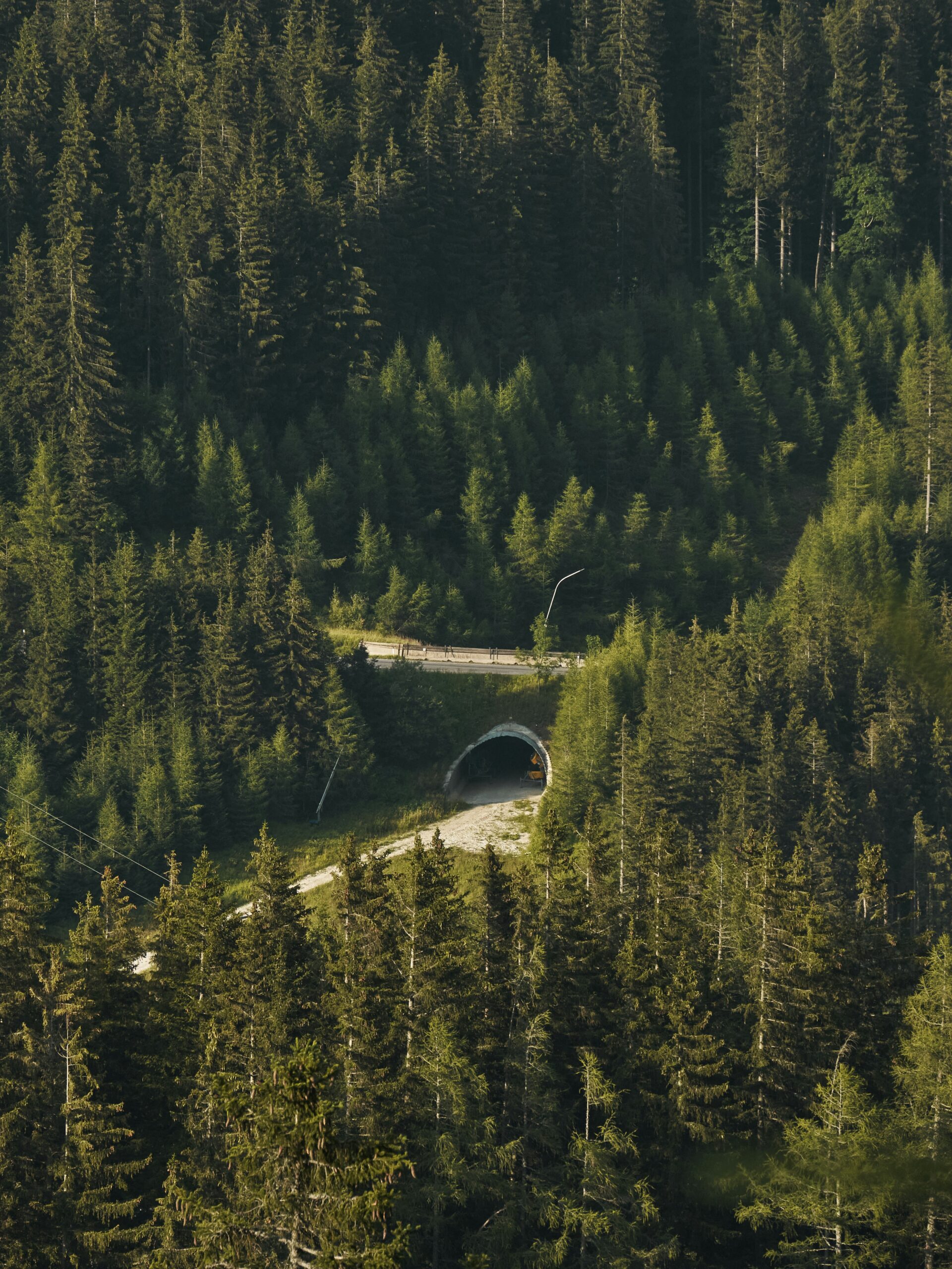 A wildlife bridge in a dense forest preserves migratory pathways for wildlife