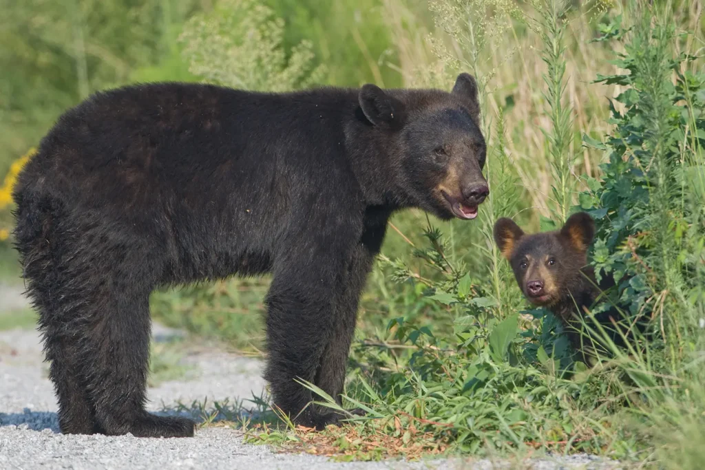 Black bears, mom and a cub standing in grass beside the road