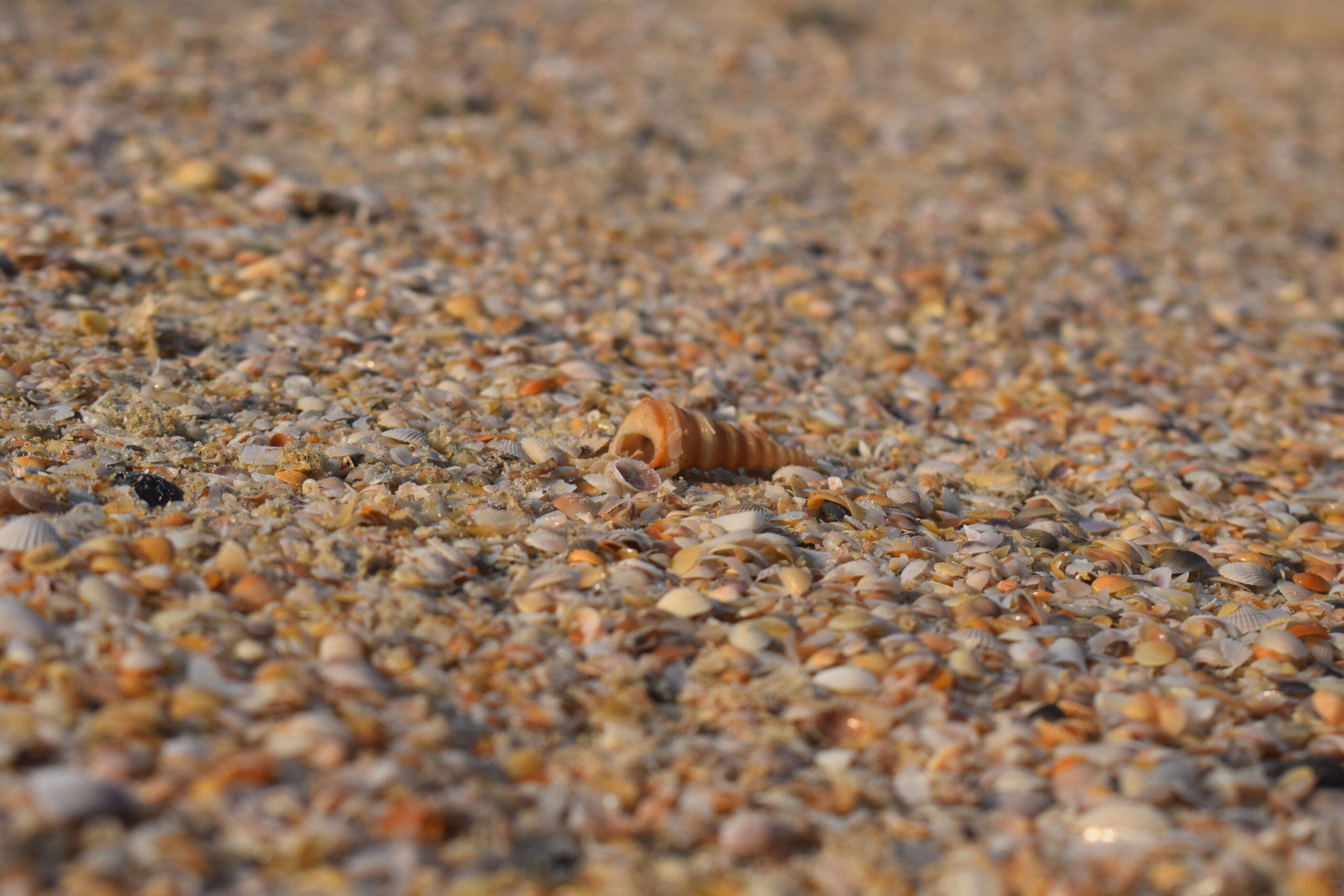 A close up view of sand in a diverse marine environment