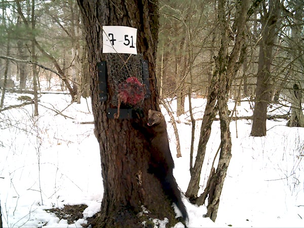 A fisher licks its lips after getting a taste of the beaver bait. Biologists with the New York Department of Environmental Conservation also placed gun brushes on the trees to collect fisher hair, which not only provided genetic information about the species but also helped identify individuals. ©New York Department of Environmental Conservation/Angela Fuller