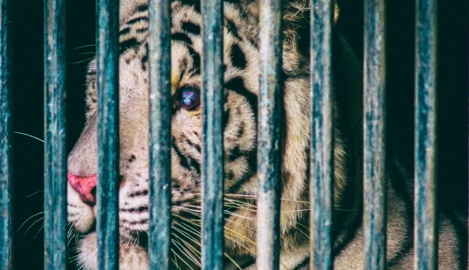 White tiger sitting behind metal cage bars in captivity, highlighting wildlife protection and animal conservation issues.