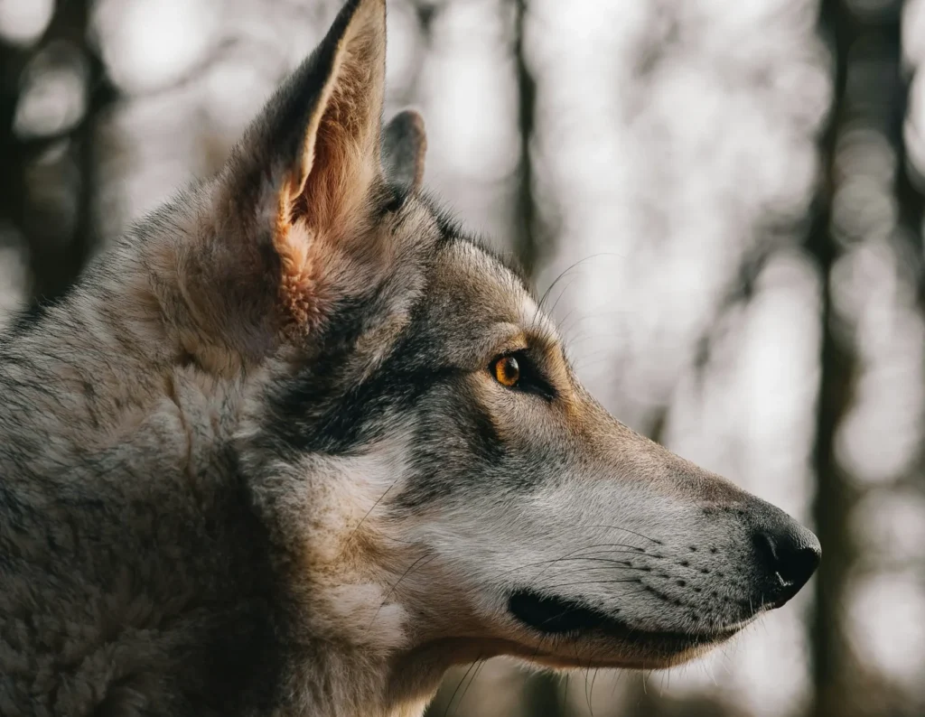 Gray wolf standing in a forest habitat, representing the importance of protecting wildlife needs and natural ecosystems.
