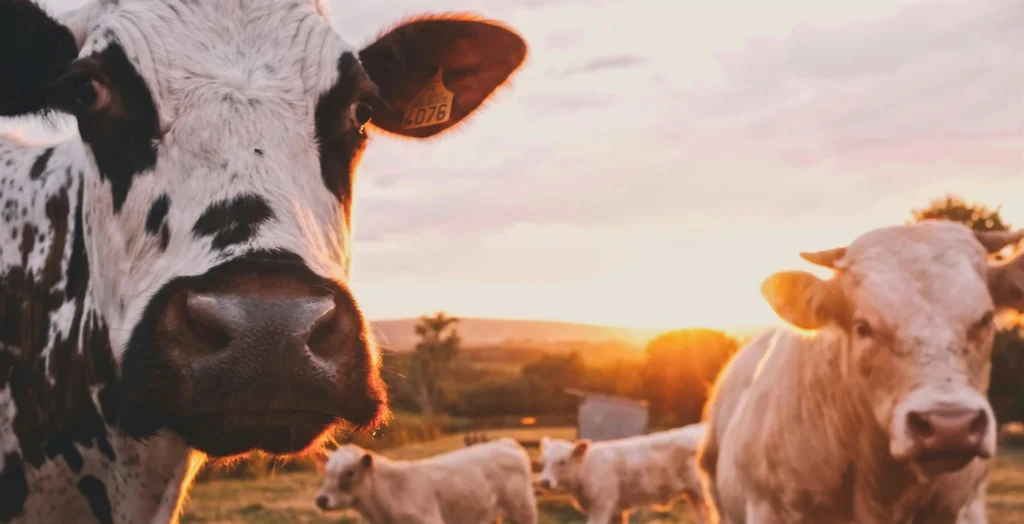Cattle grazing on open rangeland at sunset, showing how livestock management shares landscapes with native wildlife and natural habitats.