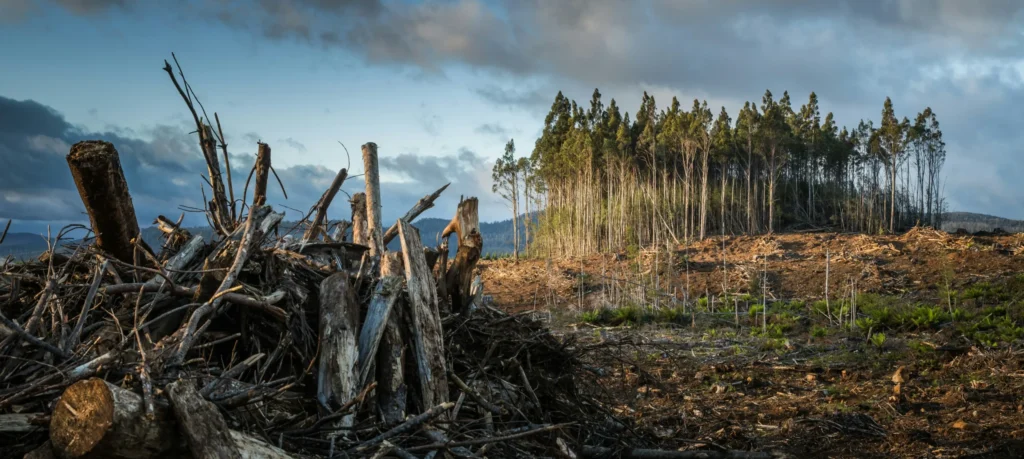 Forest landscape showing logged area and managed tree growth representing responsible human use of natural resources and sustainable forestry.