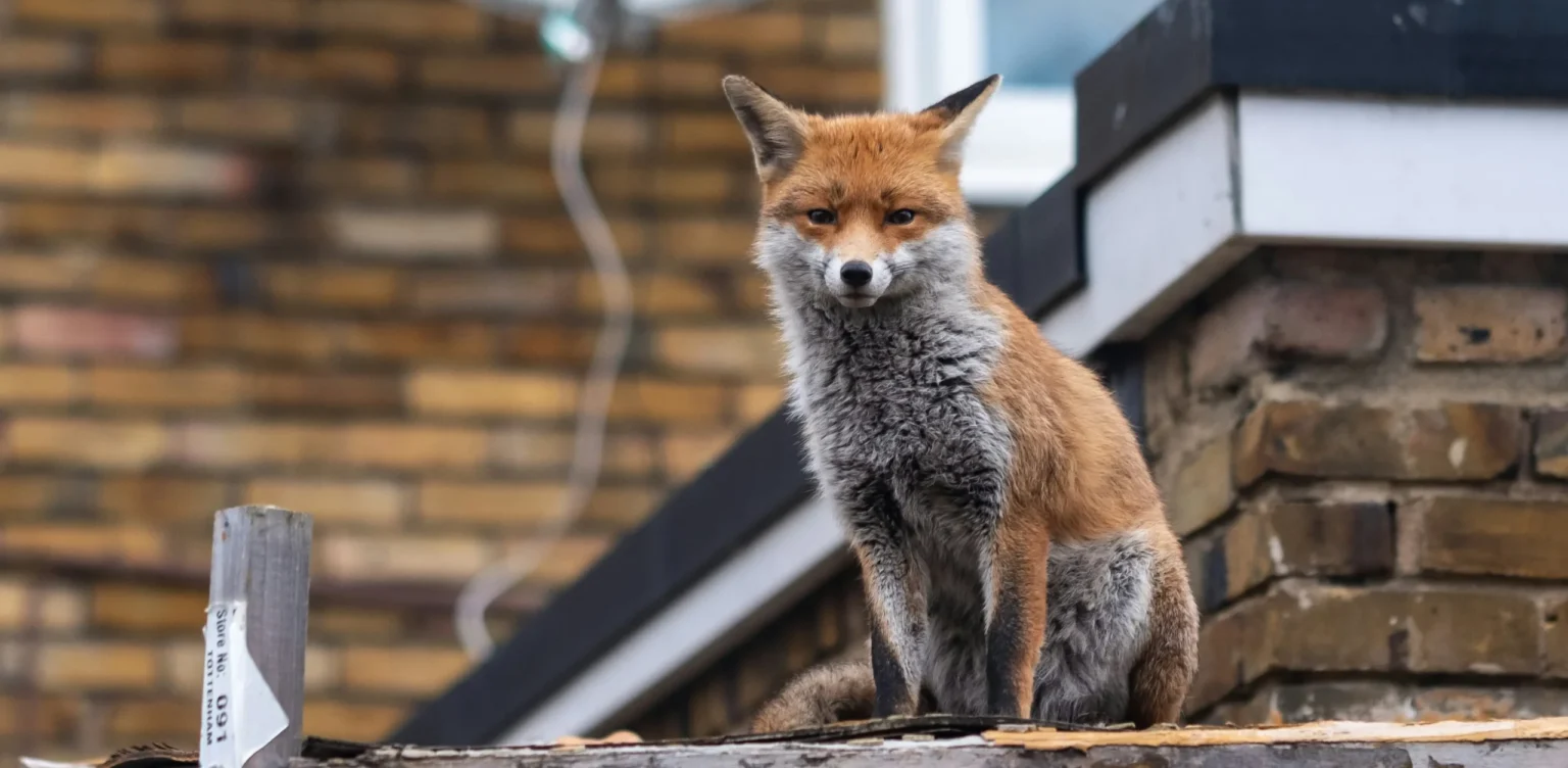 Red fox sitting on a rooftop in an urban neighborhood, showing how wildlife adapts to city environments.