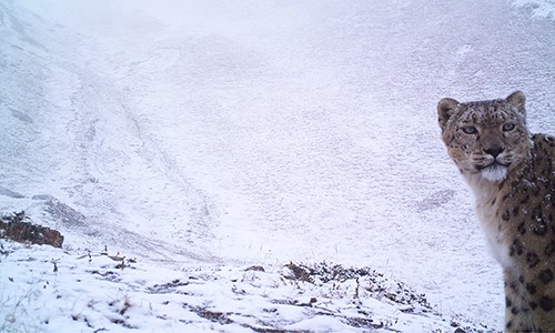 ©Rodney Jackson (Snow Leopard Conservancy) and Bariushaa Munkhtsog (IRBIS/Mongolian Academy of Sciences)