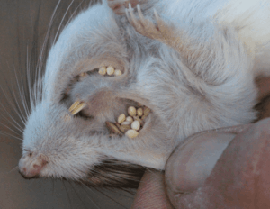 Giant kangaroo rats have large, fur-lined cheek pouches on each side of their mouth used for storing seeds.©Larry Saslaw, CSU Stanislaus