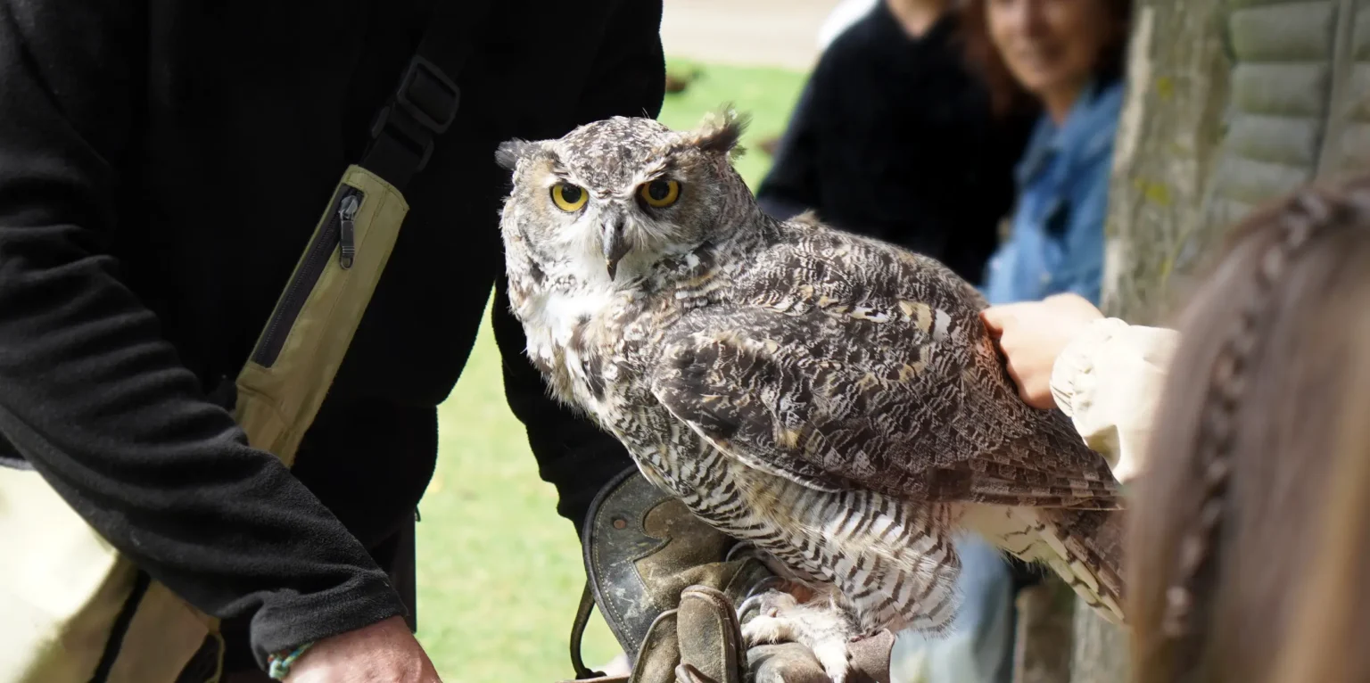 Owl perched on a handler’s gloved hand during a wildlife conservation education program with visitors observing in the background.