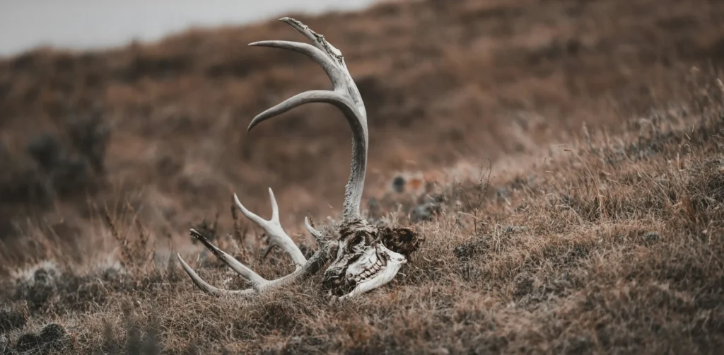 Deer skull and antlers lying in dry grass, representing wildlife mortality and the impacts of environmental stress and human–wildlife conflict.