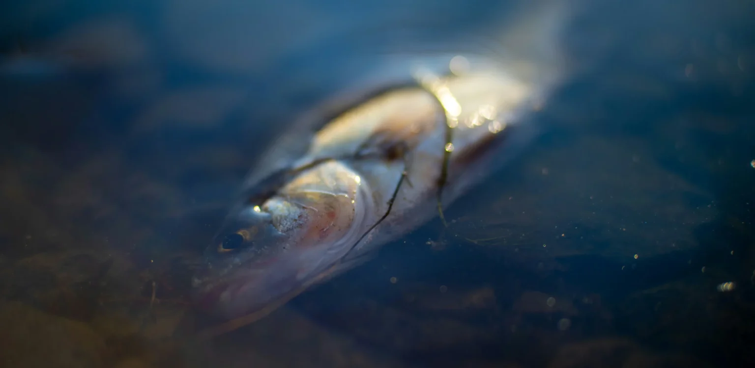 Dead fish floating near the surface of water, showing signs of disease and environmental stress in an aquatic ecosystem.