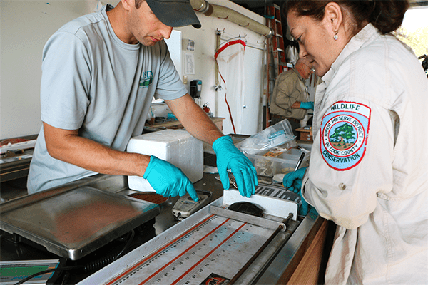 a.USDA Wildlife Services’ Wildlife Biologist John Hartmann, Biologist Melina Frezados (Forest Preserves of Cook County), and Senior Wildlife Biologist Chris Anchor (background, Forest Preserves of Cook County) take measurements on a southern painted turtle as part of a new project being conducted by USDA Wildlife Services, Forest Preserves of Cook County, and Friends of the Chicago River. ©Stacina Stagner, Communications Manager, Forest Preserves of Cook County 