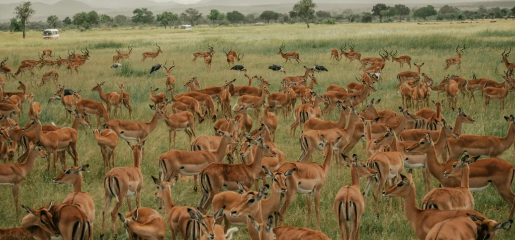 Large herd of antelope grazing in open grassland, representing wildlife population control and ecosystem management.
