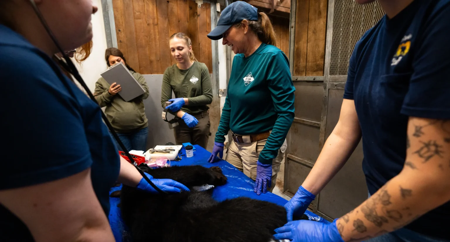 Wildlife professionals from diverse backgrounds conducting hands-on animal care and research during a conservation field operation.