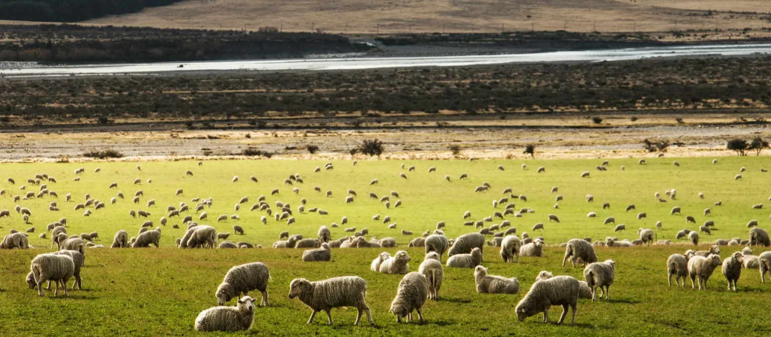 Domestic sheep grazing on open rangeland, illustrating the risk of disease transmission between livestock and nearby wildlife populations.