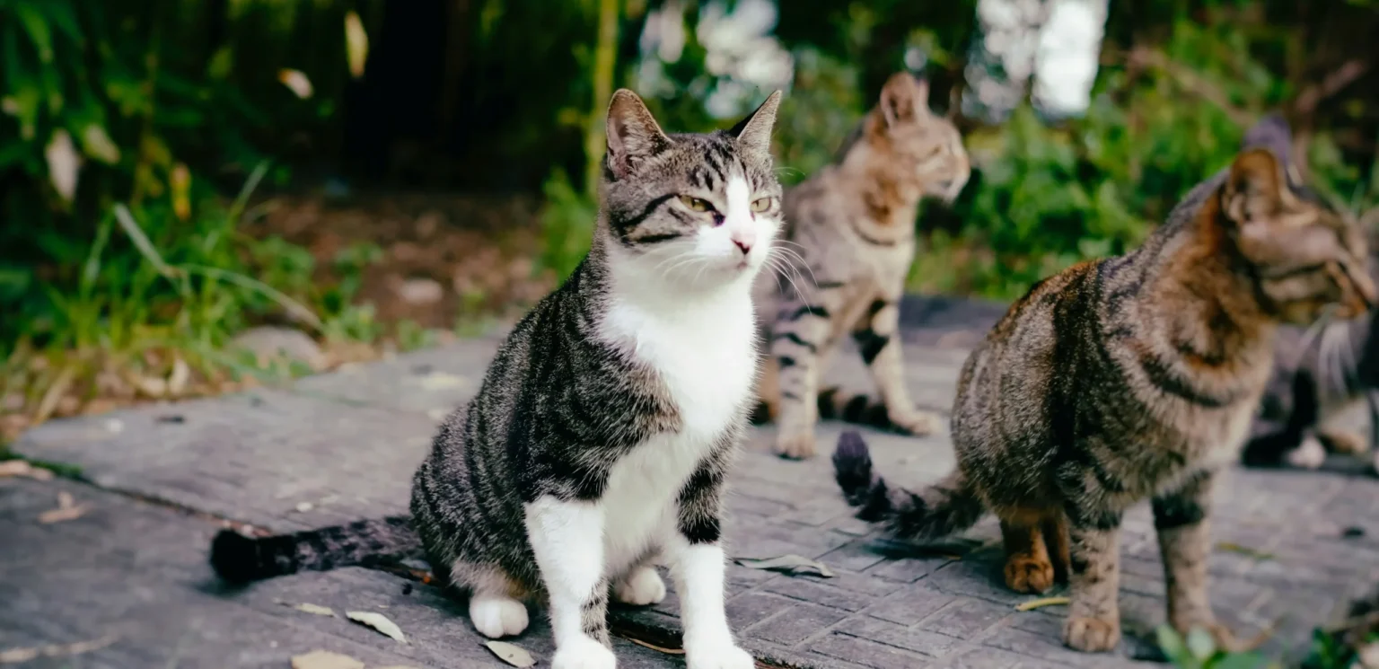Feral and free-ranging cats sitting outdoors, illustrating their impact on native wildlife and local ecosystems.