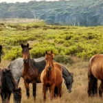 Group of feral horses standing in open grassland habitat, showing their presence and impact on native ecosystems.