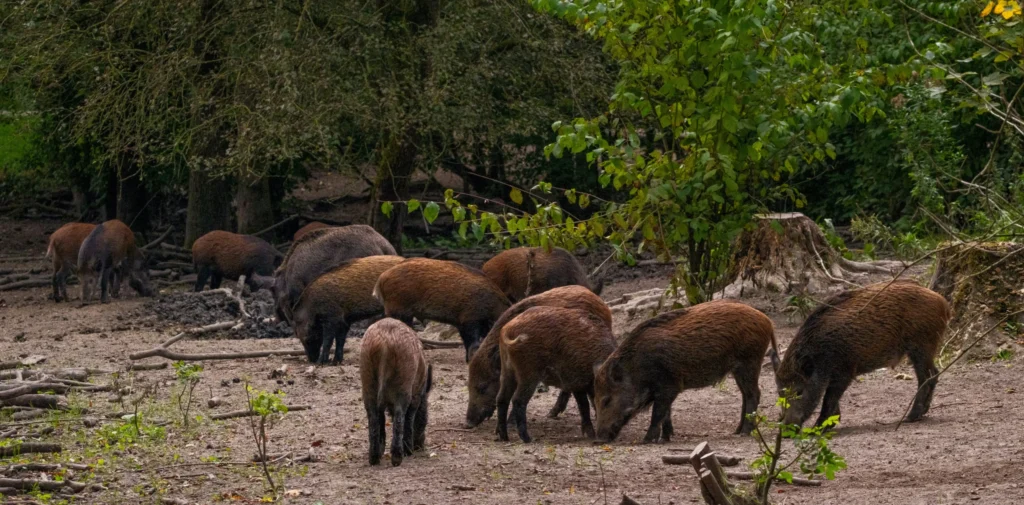 Group of feral swine foraging on forest ground, showing habitat disturbance caused by invasive wild pigs.