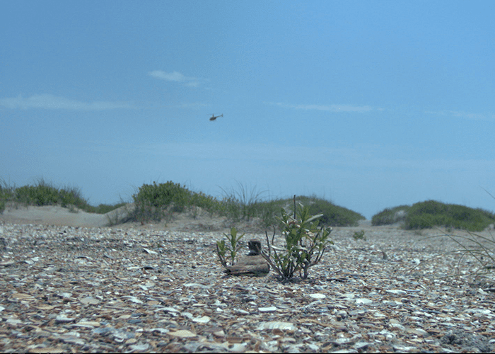 Wilson’s Plover and Helicopter. Image Credit: Audrey DeRose-Wilson