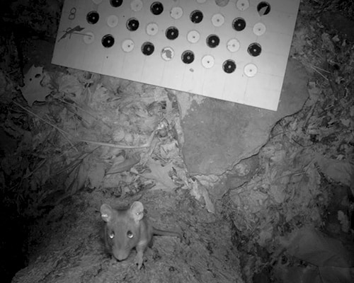 An Allegheny woodrat climbs a tree. Image courtesy of Rita Blythe and Tim Smyser.