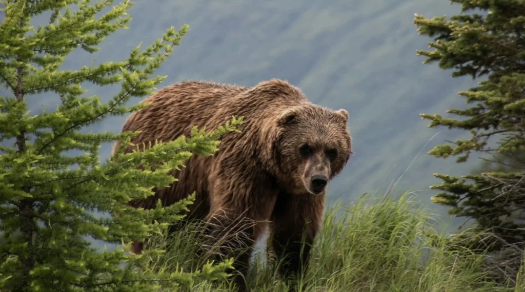 Grizzly bear walking through forested mountain habitat highlighting wildlife conservation and human–bear coexistence challenges.