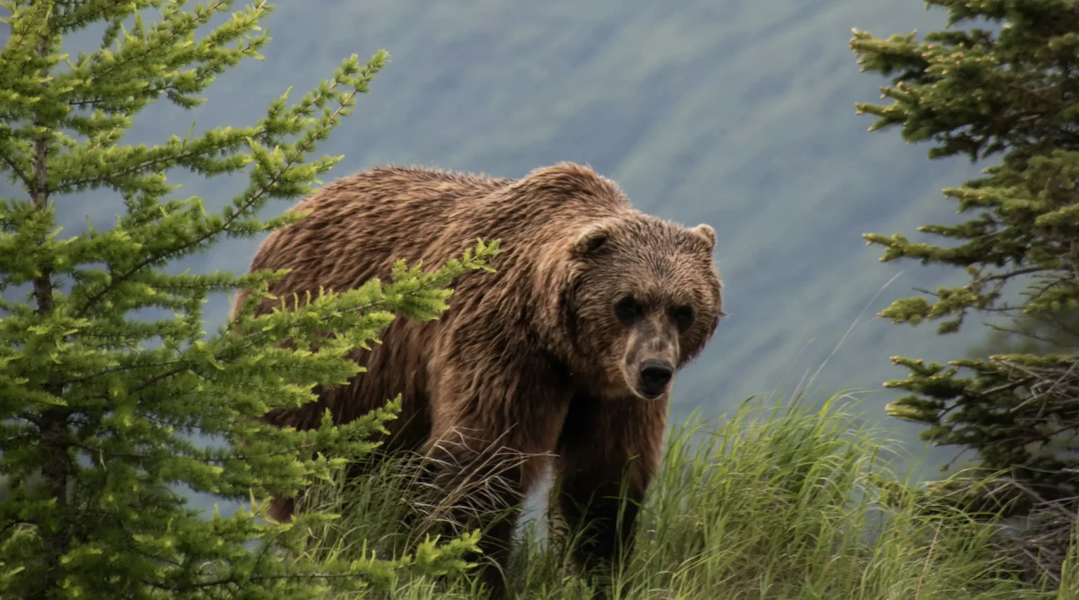 Grizzly bear walking through forested mountain habitat highlighting wildlife conservation and human–bear coexistence challenges.